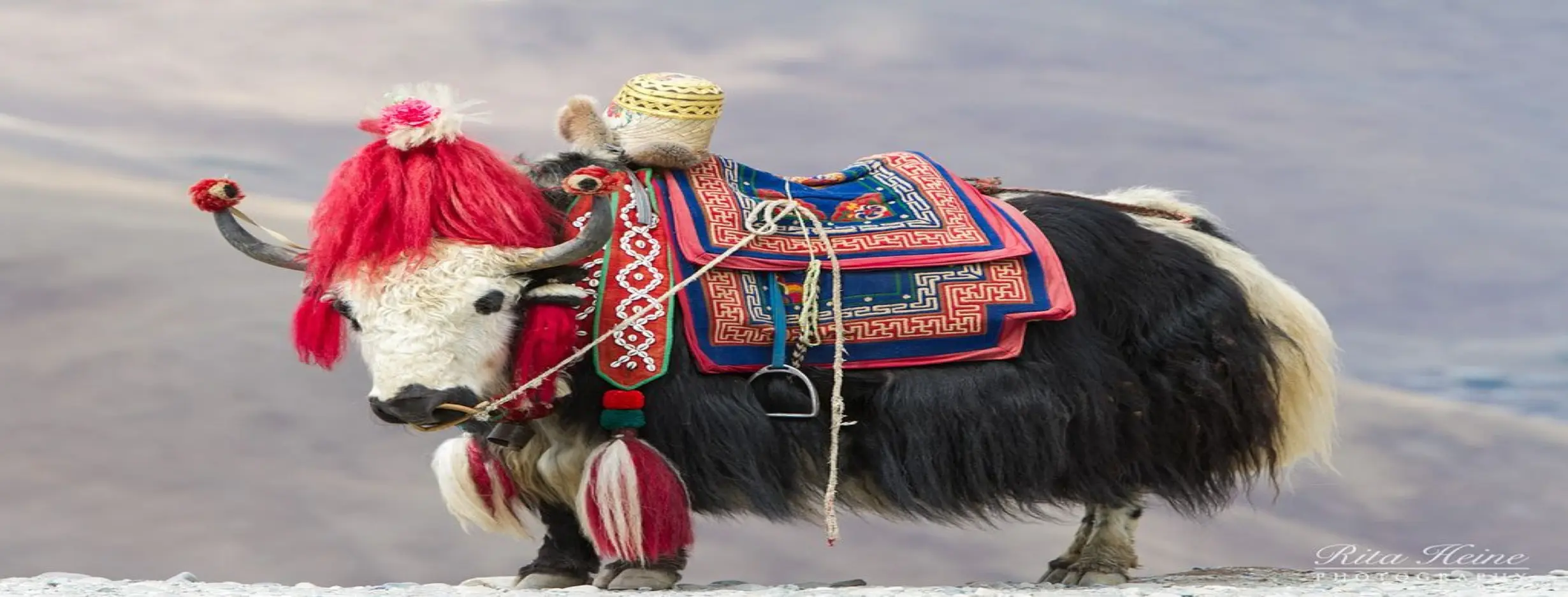 Image for Yak Riding